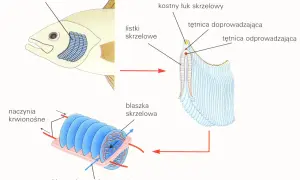 Nigdy więcej nieświeżej ryby! Sprawdź oczy i skrzela